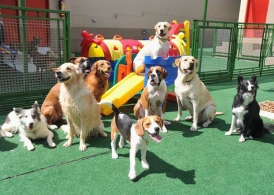 Grupo de cachorros brincando