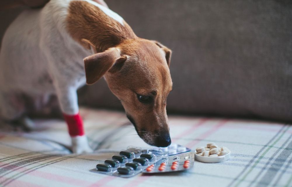 Cachorro observando medicamentos