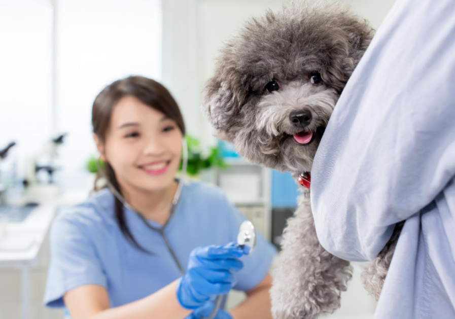 Cachorro observando medicamentos